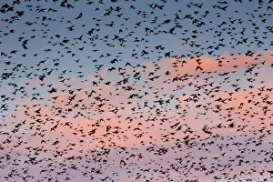 Starlings - preparing to roost - Marazion, Cornwall, UK