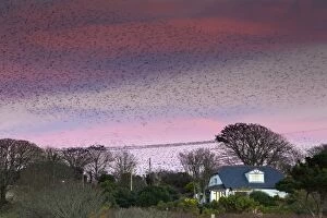 Images Dated 17th November 2012: Starlings - preparing to roost - Marazion, Cornwall, UK