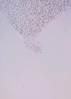 Images Dated 27th January 2008: Starlings - Being probed by a peregrine falcon