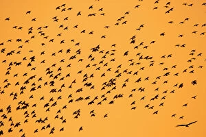 Orange Collection: Starlings - and Red Kite in flight, autumn twilight Lower Saxony, Germany