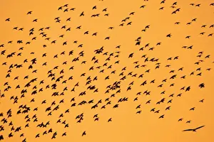 Orange Prints: Starlings - and Red Kite in flight, autumn twilight Lower Saxony, Germany