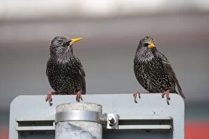 Starlings - on a road sign