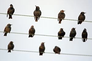 Images Dated 19th October 2007: Starlings - sitting on power lines at evening time