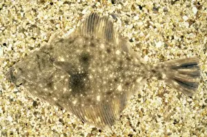 Flounders Prints: Starry Flounder KEL 55 Platichthys stellaus - Camouflage