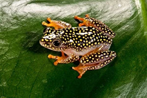 Starry Night Reed Frog, Heterixalus alboguttatus
