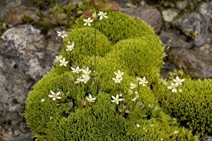 Starry saxifrage in mossy flush, with Philonotis fontana