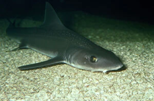 Images Dated 1st August 2008: Starry Smooth Hound Shark