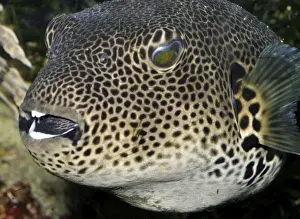Starry Toadfish / Starry Pufferfish - coastal waters from East Africa, Seychelles to Australia