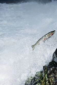 Images Dated 6th July 2004: Steelhead / Rainbow Trout Sea going Rainbow Trout Migrating up stream to spawn