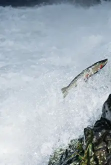 Trouts Prints: Steelhead / Rainbow Trout Sea going Rainbow Trout Migrating up stream to spawn