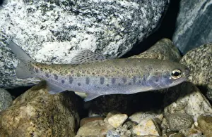 Steelhead / Sea-run Rainbow Trout - cold rivers Northern Pacific