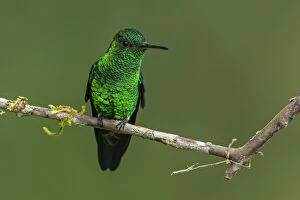 Images Dated 18th December 2016: Steely-vented Hummingbird, Las Tangaras Bird Reserve
