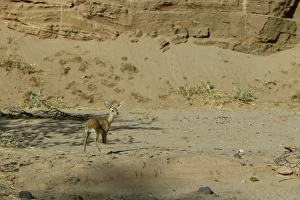 Steenboks Collection: Steenbok Namibia