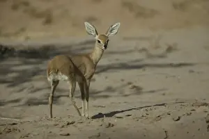 Steenbok Namibia
