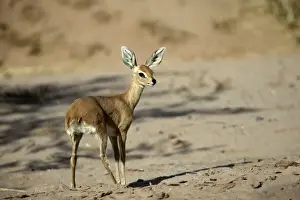 Steenbok Namibia