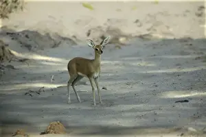 Steenbok Namibia