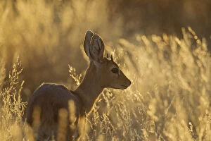 Bovidae Gallery: Steenbok - young male in the late evening - Kalahari