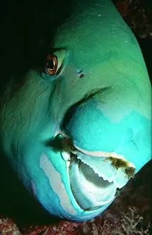 Mouths Prints: Steephead Parrot Fish - male. Great Barrier Reef, Australia