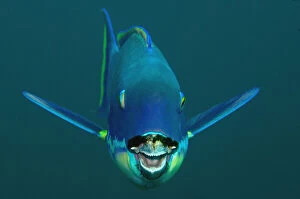 Images Dated 24th July 2019: Steephead Parrotfish - Blue Magic dive site, Mioskon, Dampier Straits, Raja Ampat
