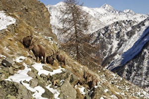 Images Dated 22nd November 2006: Steinbock