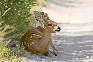 Steenboks Collection: Steinbuck / Steinbok / Steenbok - resting in shade at side of dirt road - Kalahari - Botswana
