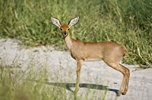 Images Dated 3rd March 2008: Steinbuck / Steinbok / Steenbok - side view standing on dirt road