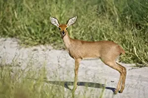 Steinbuck / Steinbok / Steenbok - side view standing on dirt road - Kalahari - Botswana