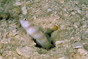 Blind Gallery: Steinitz shrimp goby, or amblyeleotris steinitzi