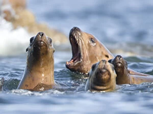 Yawning Gallery: Stellar Sea Lions (Eumetopias jubatus) in