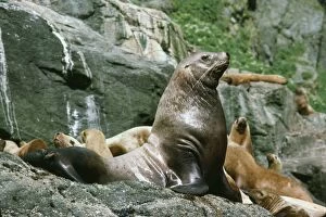 Images Dated 6th June 2006: Stellar Sealion - male with females