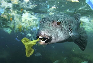 Discarded Gallery: Stellate puffer, Arothron stellatus, eating a plastic