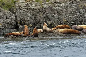 Steller / Northern sealion - group relaxing on rocks - Johnstone Strait - British Colombia - Canada