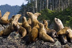 Steller sea lions on rookery, Eumetopias