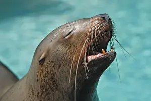Steller Sealion. Vancouver aquarium. Canada