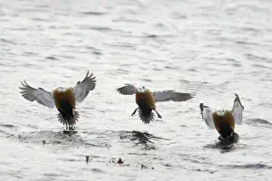 Stellers Prints: Steller's Eider - Drake coming in to land Polysticta stelleri Varanger Fjord