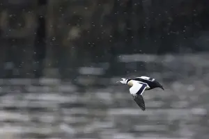 Steller's Eider - Drake in flight Polysticta stelleri Varanger Fjord, Norway BI013891