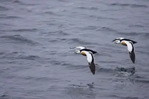 Steller's Eider - Drake in flight Polysticta stelleri Varanger Fjord, Norway BI013879