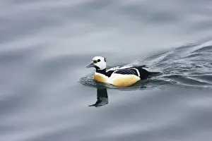 Stellers Prints: Steller's Eider - Drake Polysticta stelleri Varanger Fjord, Norway BI013956