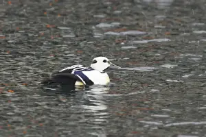 Stellers Prints: Steller's Eider - Drake in snow flurry Polysticta stelleri Varanger Fjord