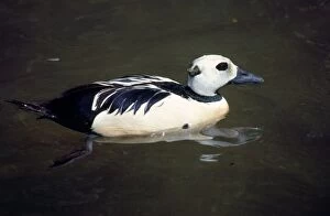 Images Dated 21st June 2007: Steller's Eider Duck - male