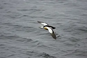 Stellers Prints: Steller's Eider - In flight Polysticta stelleri Varanger Fjord, Norway BI013880