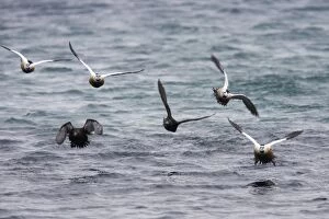 Stellers Eider - Flock coming in to land