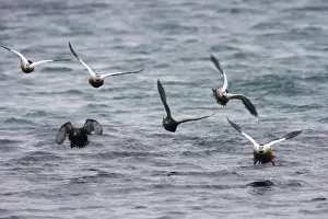 Stellers Prints: Steller's Eider - Flock coming in to land Polysticta stelleri Varanger Fjord