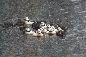 Steller's Eider - Flock in snow flurry Polysticta stelleri Varanger Fjord, Norway BI013963