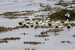 Images Dated 26th May 2007: Steller's Eider - male. Varanger Fjord - Norway