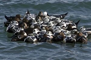 Images Dated 3rd April 2007: Steller's Eider - Tightly packed winter flock