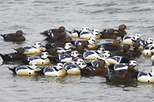 Steller's Eider - Tightly packed winter flock Polysticta stelleri Varanger Fjord, Norway BI013971