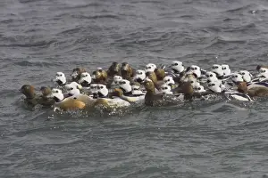 Steller's Eider - Tightly packed winter flock Polysticta stelleri Varanger Fjord, Norway BI013978