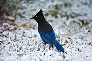 Stellers Jay on snow, searching for food