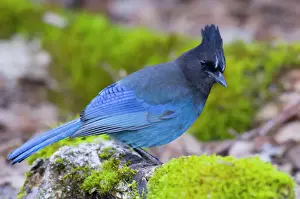Colours Prints: Steller's Jay Washington, Pacific Northwest, USA. _AAX0715